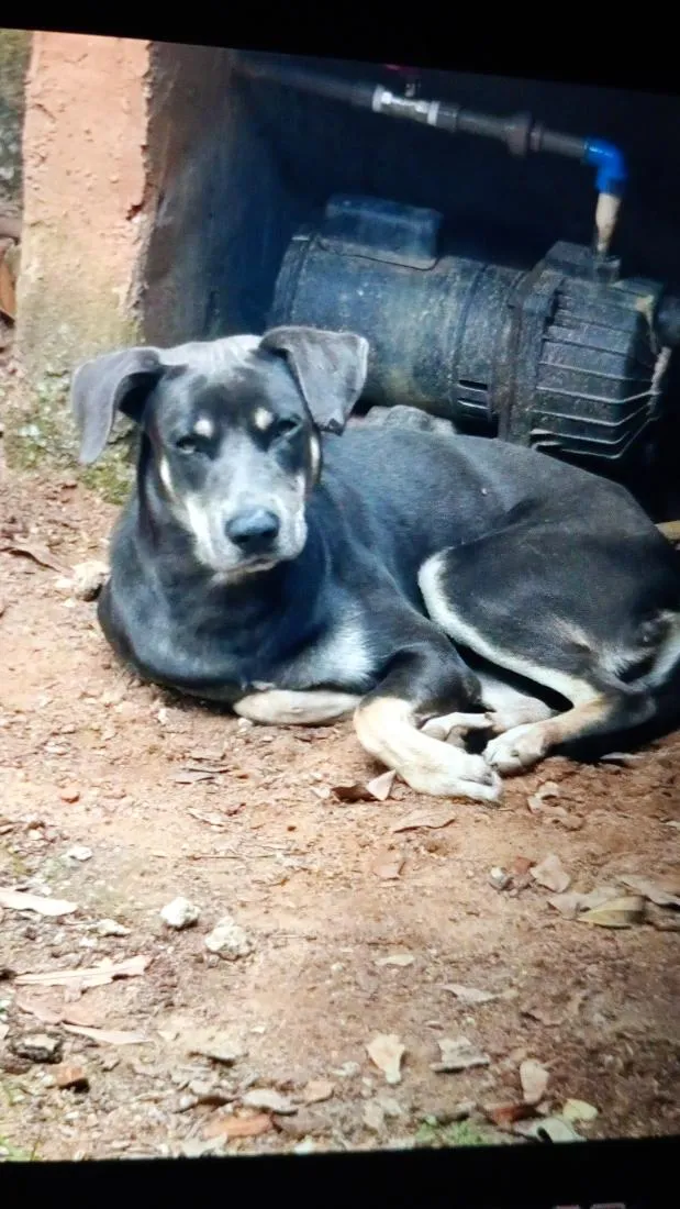 Cachorro raça SRD-ViraLata idade 2 anos nome não sabemos