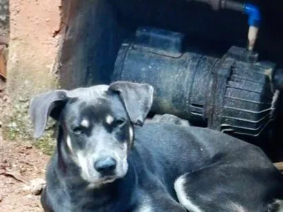 Cachorro raça SRD-ViraLata idade 2 anos nome não sabemos