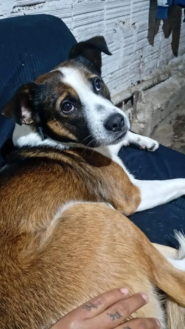 Cachorro raça SRD-ViraLata idade 2 anos nome Max