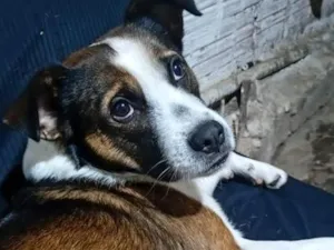 Cachorro raça SRD-ViraLata idade 2 anos nome Max