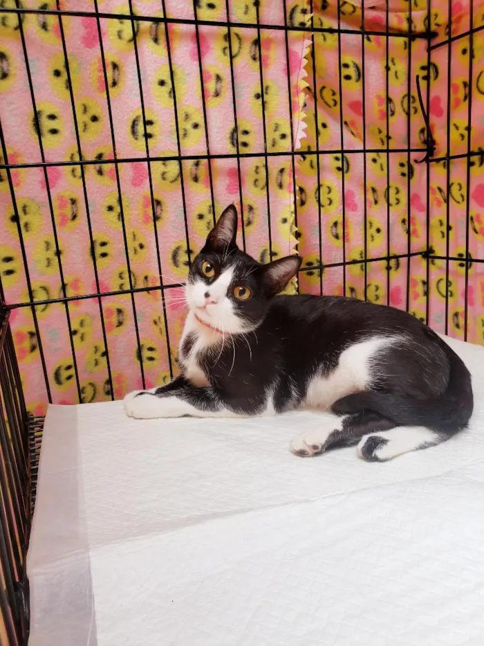 Gato raça SRD-ViraLata idade 1 ano nome Sakura