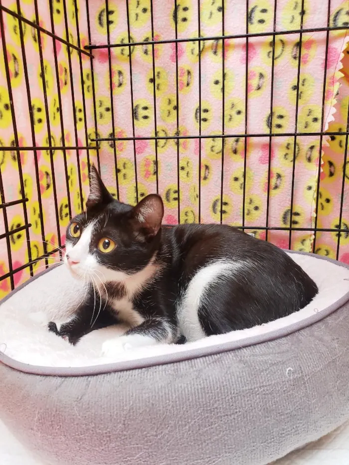 Gato raça SRD-ViraLata idade 1 ano nome Sakura