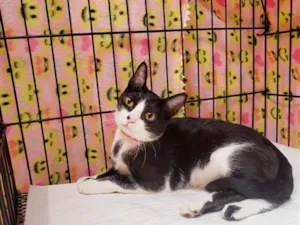 Gato raça SRD-ViraLata idade 1 ano nome Sakura