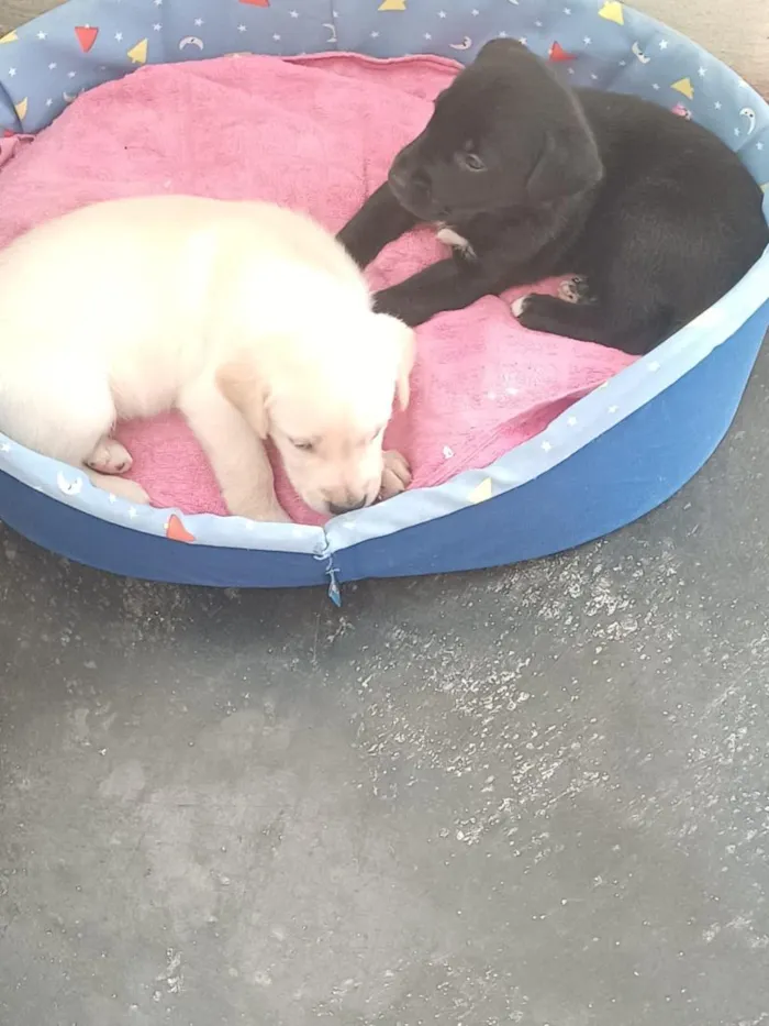 Cachorro raça SRD-ViraLata idade 2 a 6 meses nome kadu e shellby 