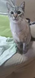 Milk
