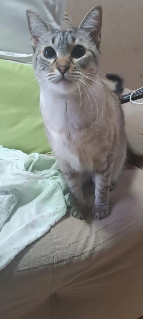 Gato raça SRD-ViraLata idade 2 anos nome Milk