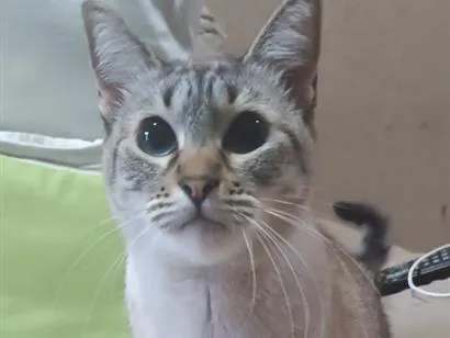 Gato raça SRD-ViraLata idade 2 anos nome Milk