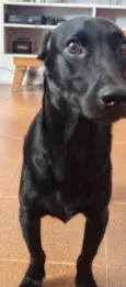 Dino