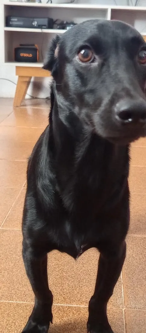 Cachorro raça SRD-ViraLata idade 1 ano nome Dino