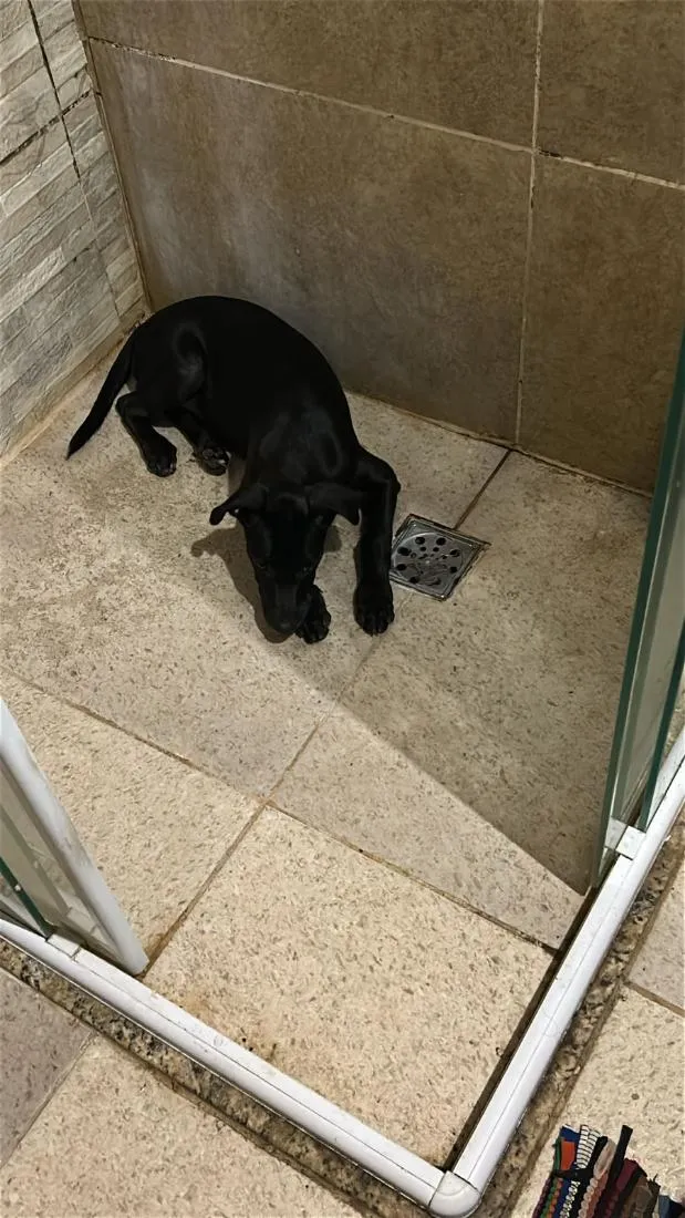 Cachorro raça SRD-ViraLata idade 2 a 6 meses nome kira