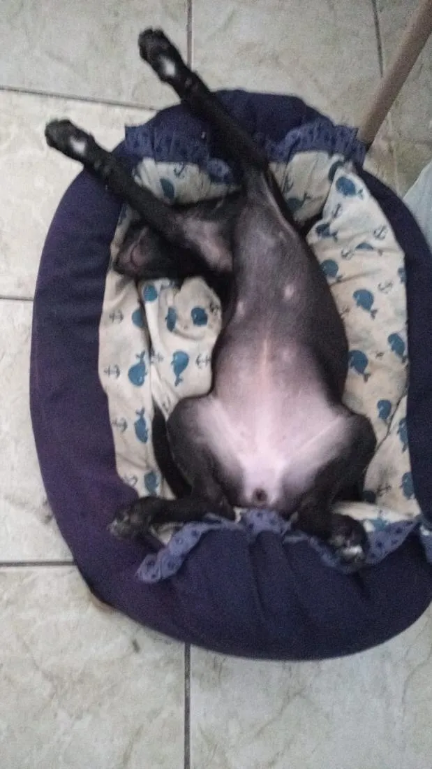 Cachorro raça SRD-ViraLata idade 2 a 6 meses nome kira