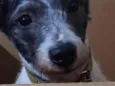 Bob