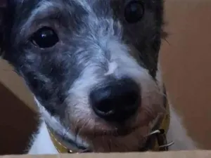 Cachorro raça SRD-ViraLata idade 1 ano nome Bob