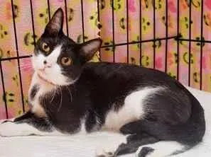 Gato raça SRD-ViraLata idade 1 ano nome Sakura
