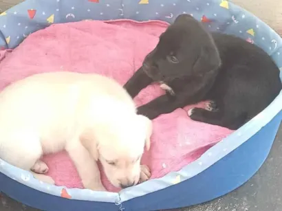Cachorro raça SRD-ViraLata idade 2 a 6 meses nome kadu e shellby 