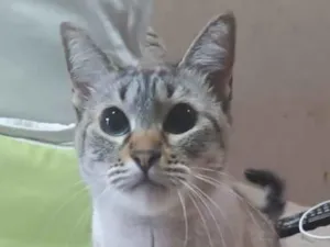 Gato raça SRD-ViraLata idade 2 anos nome Milk