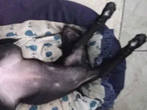 Cachorro raça SRD-ViraLata idade 2 a 6 meses nome kira