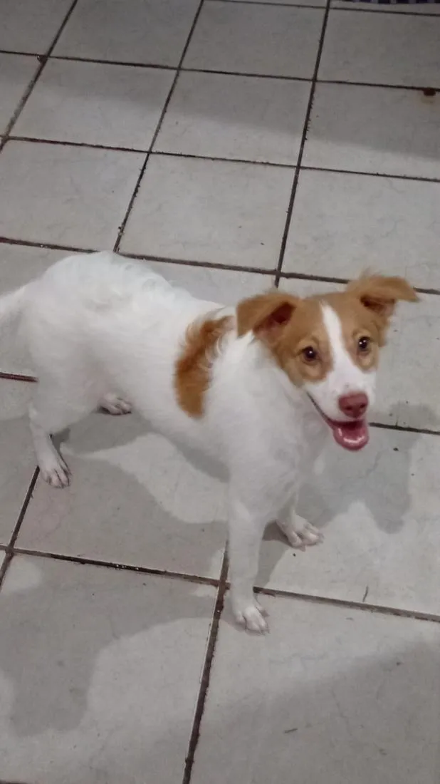 Cachorro raça SRD-ViraLata idade 7 a 11 meses nome Radassa 