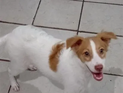 Cachorro raça SRD-ViraLata idade 7 a 11 meses nome Radassa 