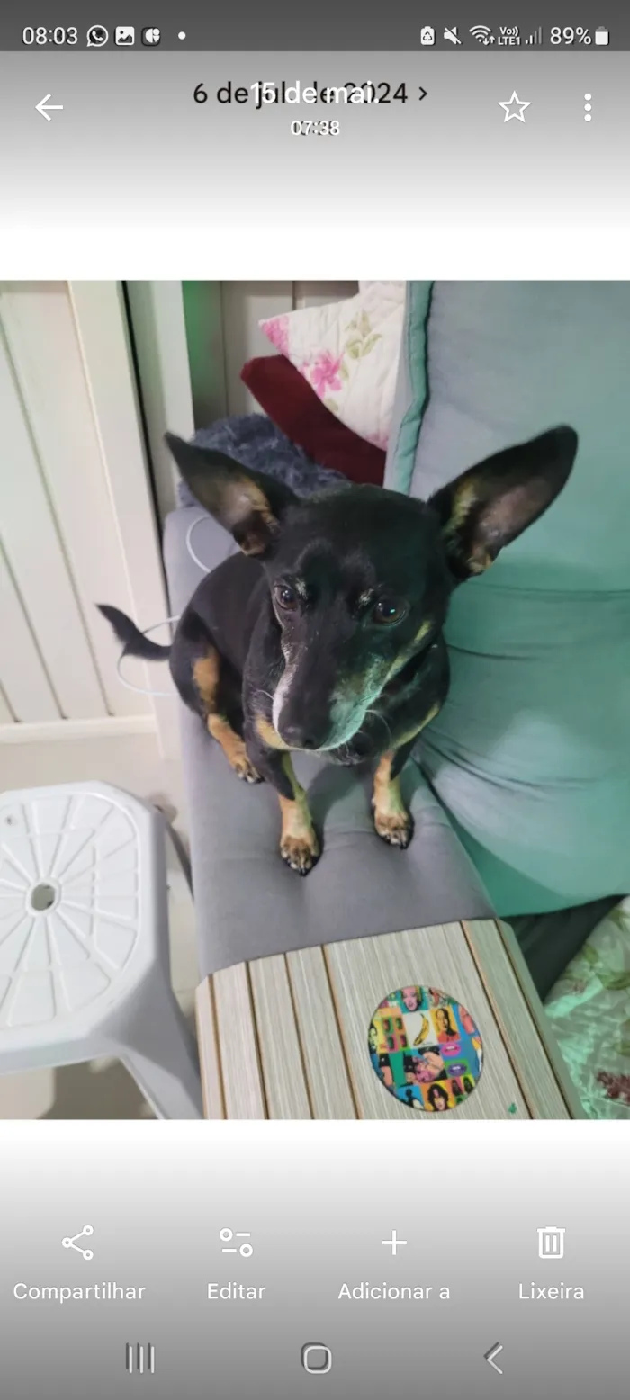 Cachorro raça Pinscher idade 6 ou mais anos nome teifo