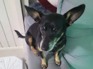 Cachorro raça Pinscher idade 6 ou mais anos nome teifo