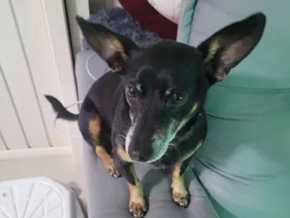 Cachorro raça Pinscher idade 6 ou mais anos nome teifo