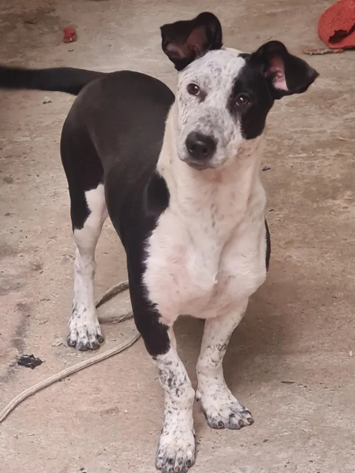 Cachorro raça SRD-ViraLata idade 4 anos nome Thor
