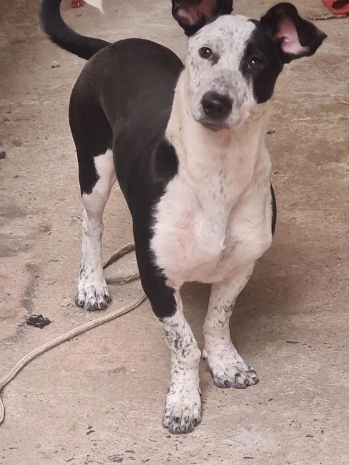 Cachorro raça SRD-ViraLata idade 4 anos nome Thor