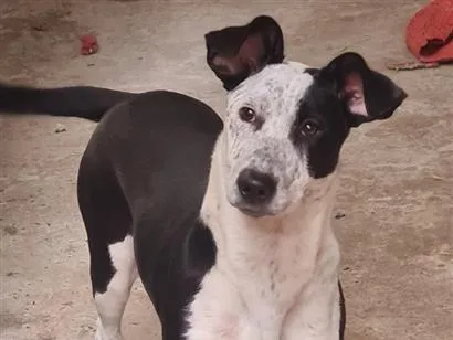 Cachorro raça SRD-ViraLata idade 4 anos nome Thor