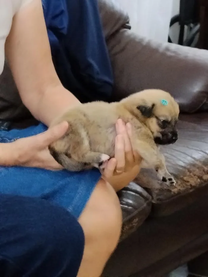 Cachorro raça SRD-ViraLata idade Abaixo de 2 meses nome Mescladinho