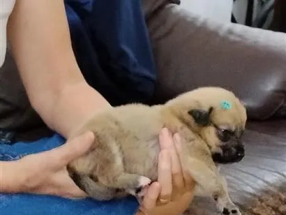 Cachorro raça SRD-ViraLata idade Abaixo de 2 meses nome Mescladinho