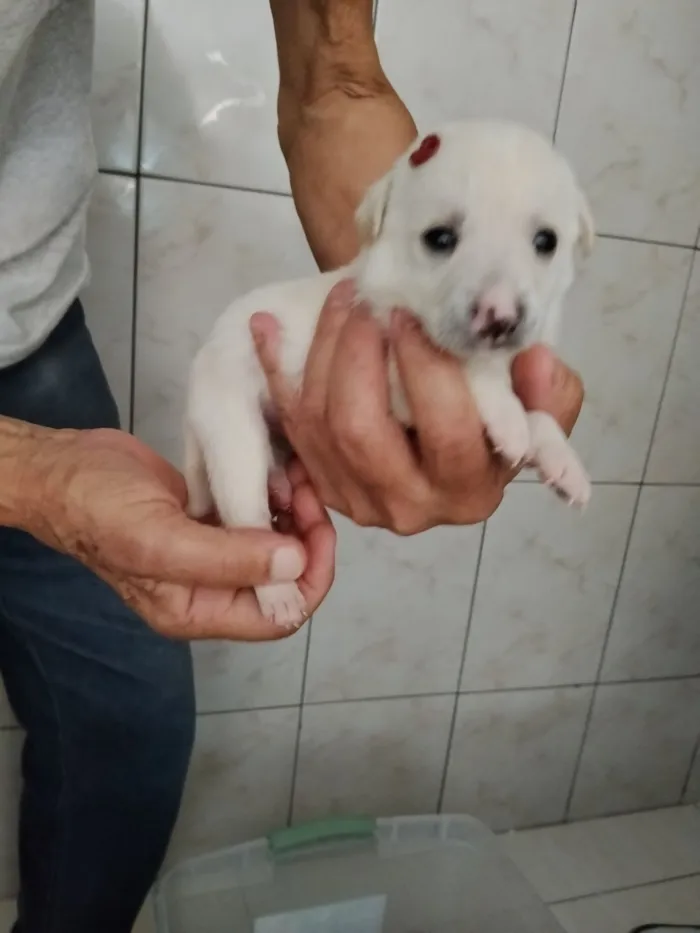 Cachorro raça SRD-ViraLata idade Abaixo de 2 meses nome Branquinha 