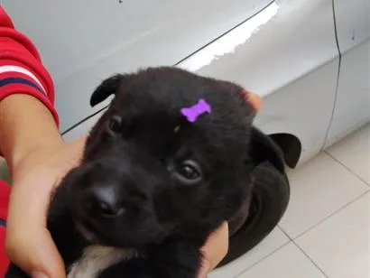 Cachorro raça SRD-ViraLata idade Abaixo de 2 meses nome Safira