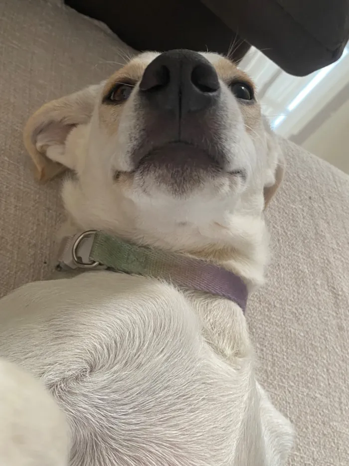 Cachorro raça SRD-ViraLata idade 1 ano nome ? 