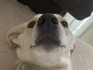 Cachorro raça SRD-ViraLata idade 1 ano nome ? 