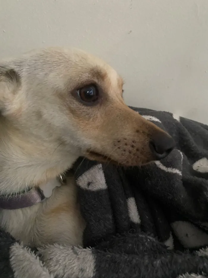 Cachorro raça SRD-ViraLata idade 2 a 6 meses nome ?