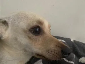 Cachorro raça SRD-ViraLata idade 2 a 6 meses nome ?