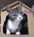 Kayle