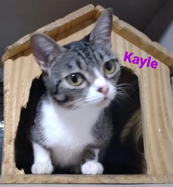 Gato raça SRD-ViraLata idade 2 a 6 meses nome Kayle