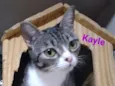 Kayle