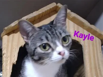 Gato raça SRD-ViraLata idade 2 a 6 meses nome Kayle