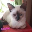 Cristal