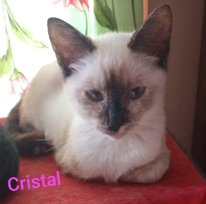 Gato raça SRD-ViraLata idade 2 a 6 meses nome Cristal