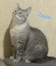 Zayon