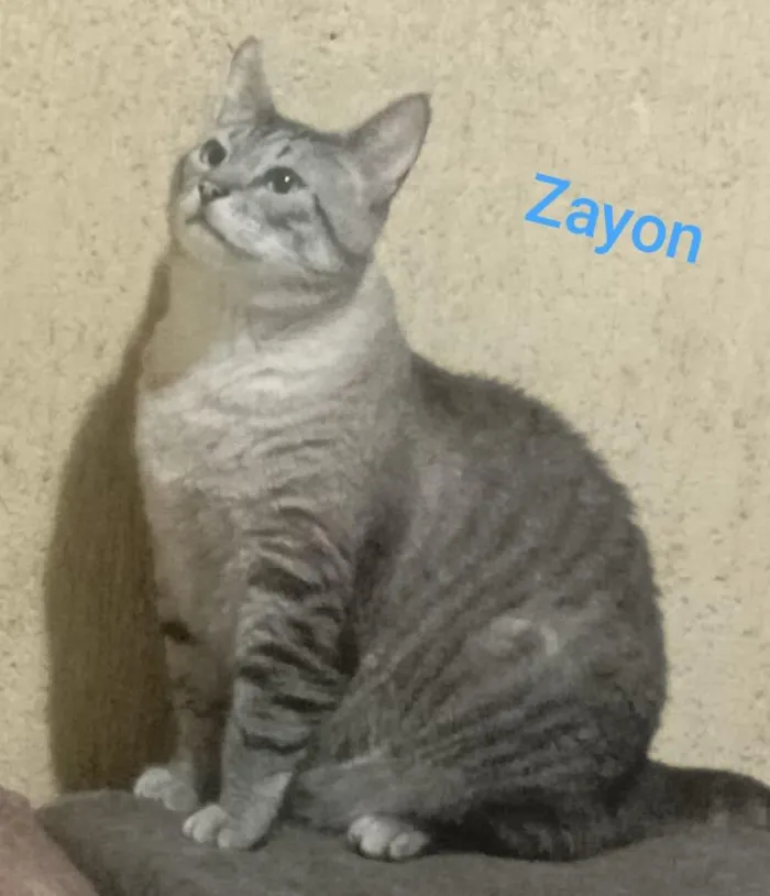 Gato raça SRD-ViraLata idade  nome Zayon
