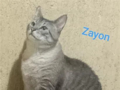 Gato raça SRD-ViraLata idade  nome Zayon