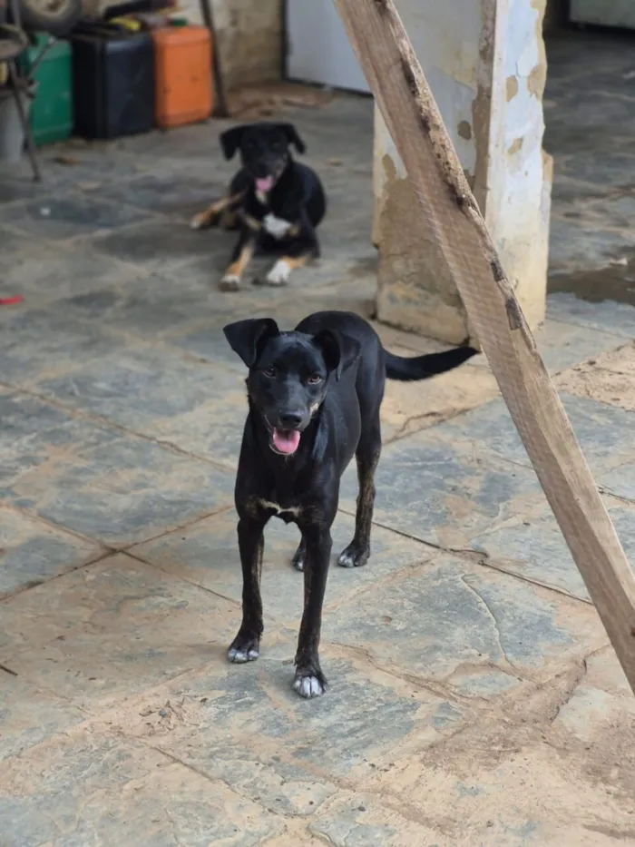 Cachorro raça SRD-ViraLata idade 7 a 11 meses nome Luna