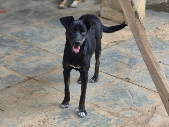 Cachorro raça SRD-ViraLata idade 7 a 11 meses nome Luna