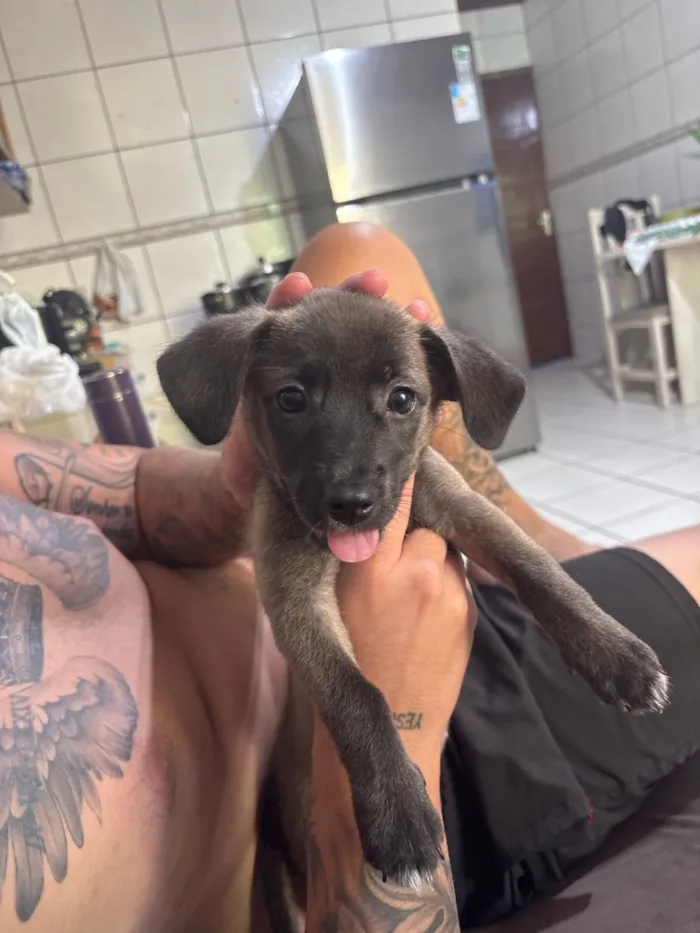 Cachorro raça SRD-ViraLata idade 2 a 6 meses nome Amora