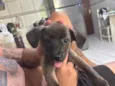 Amora